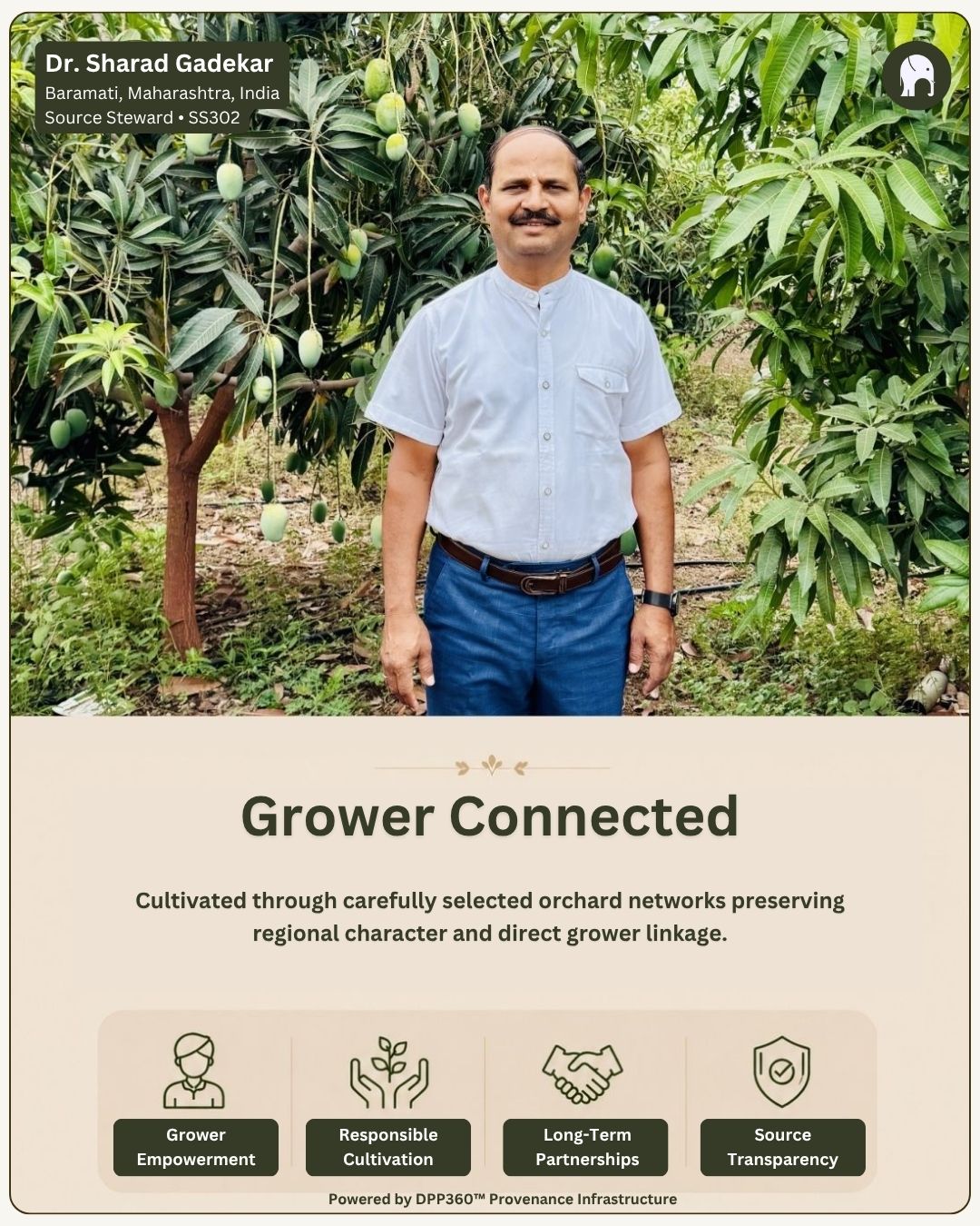 Verified Feel India™ Source Steward standing inside a Baramati mango orchard as part of the DPP360 connected provenance and grower transparency network.