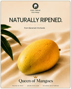 Premium naturally ripened Feel India™ Kesar mango displayed in a minimal editorial setting inspired by Baramati orchard cultivation and provenance-led sourcing.