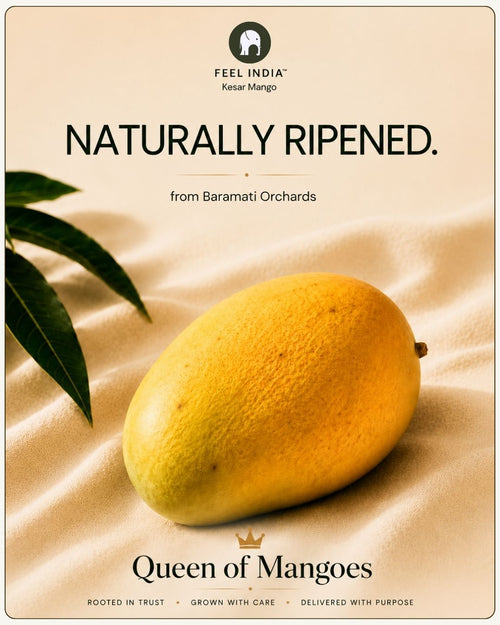 Premium naturally ripened Feel India™ Kesar mango displayed in a minimal editorial setting inspired by Baramati orchard cultivation and provenance-led sourcing.